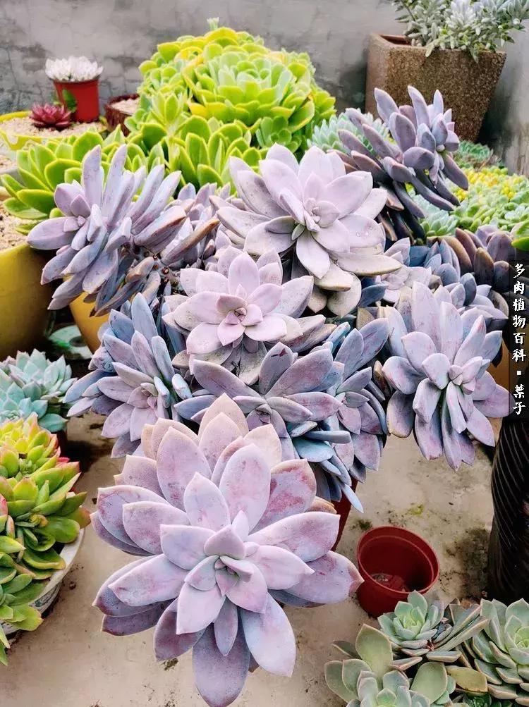 凉风至白露降寒蝉鸣下一句,夏天多肉小白虫消灭方法