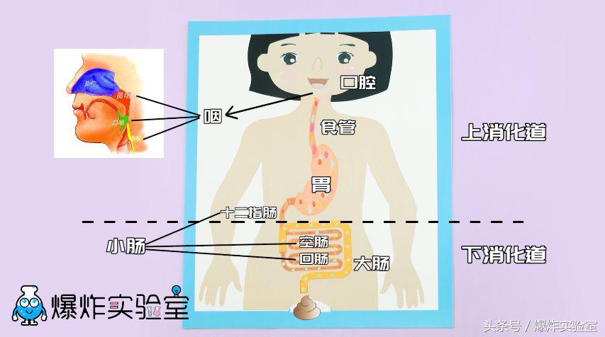 吃下去的食物是怎样消化吸收的,食物的消化和营养物质的吸收视频