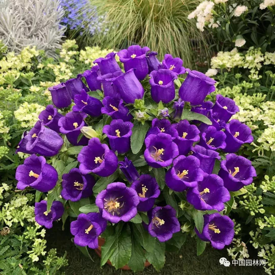 风铃草欣赏,风铃草的生长特点