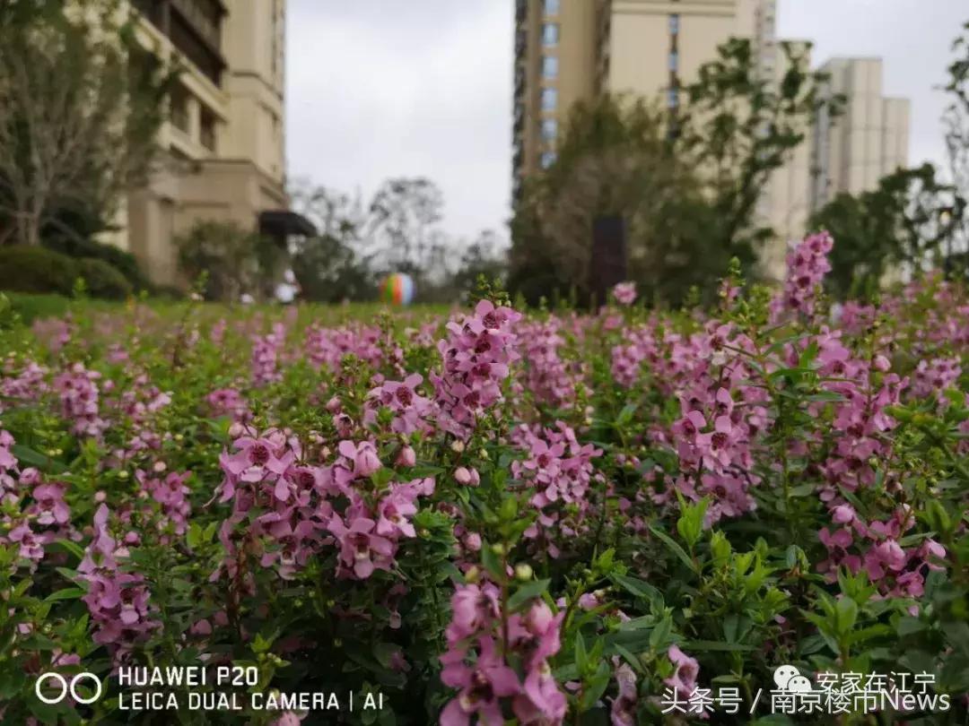 江宁最新房价一览,江宁楼市最新房价走势