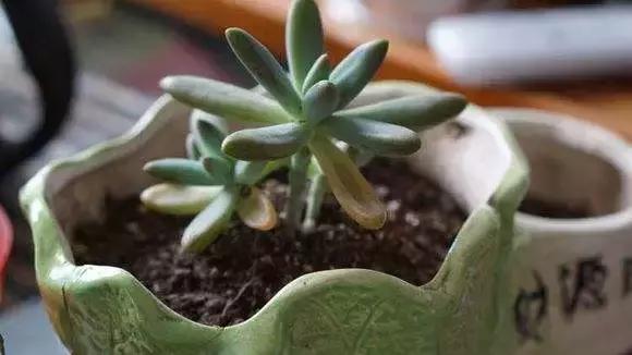 多肉叶片变干了怎么办,多肉叶片干了怎么办