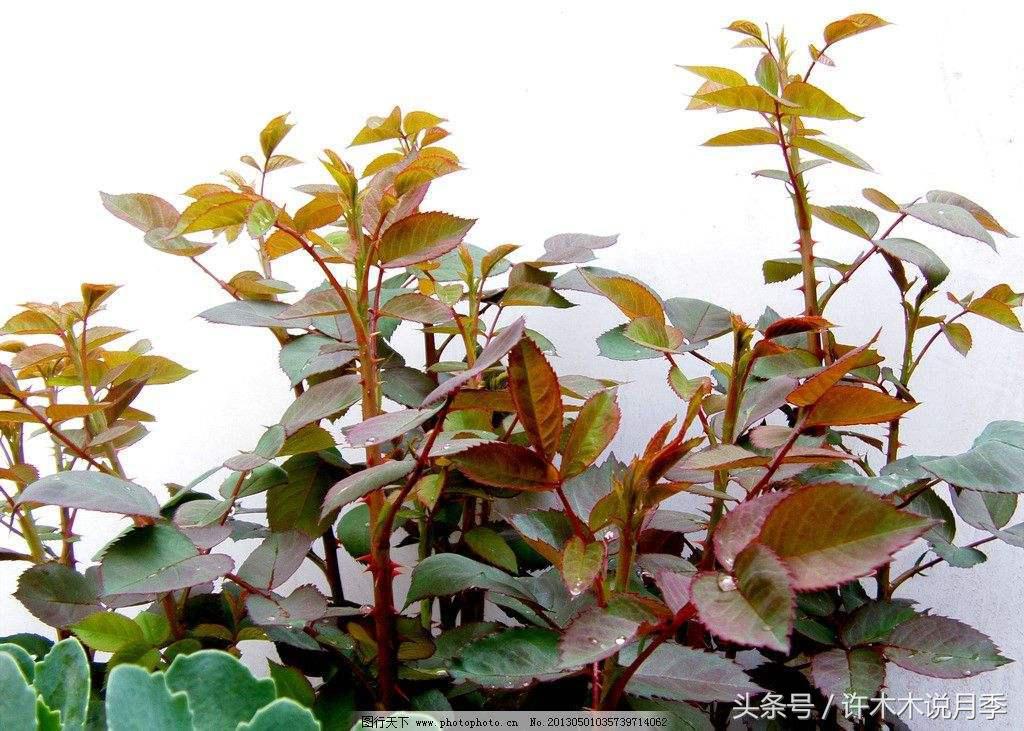 网购月季花黄叶怎么办,网购的月季小苗怎么处理