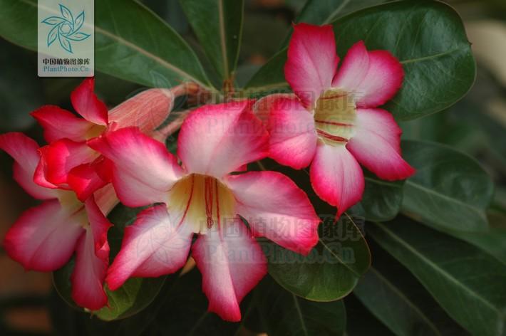 月季香槟玫瑰,月季玫瑰蔷薇你分得清吗