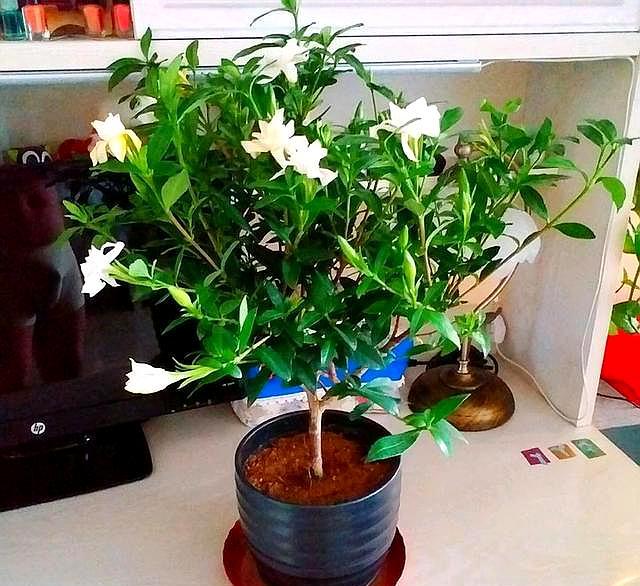 栀子花黄叶后怎么处理最好,刚买的栀子花黄叶掉花苞该怎么办