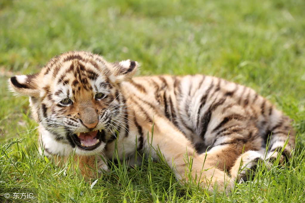 小小说改编长视频,小小说觉醒