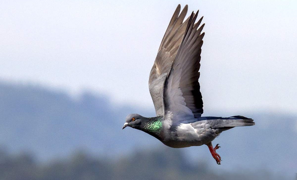 古代的飞鸽传书是怎么做到的,电脑飞鸽传书是什么软件