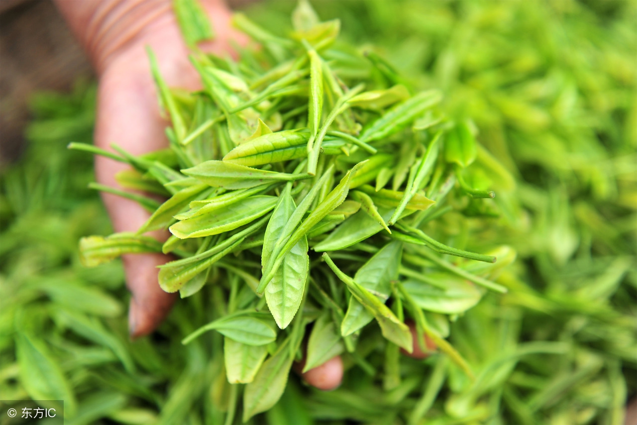 床上螨虫多?需一片叶子,不到1块钱,螨虫有多少死多少