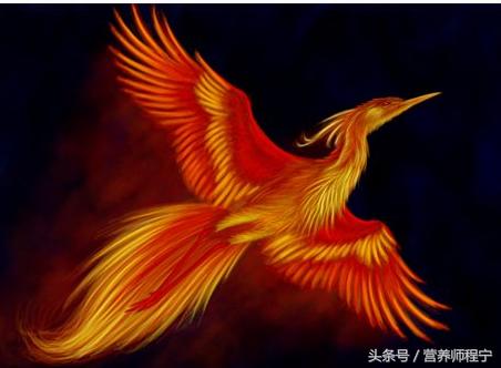 凤凰衣治胃病偏方,凤凰衣对胃病有好处吗