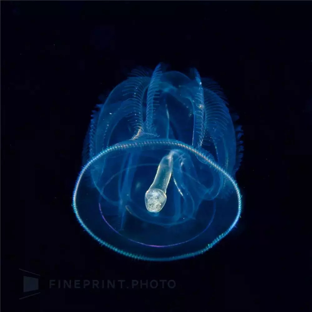 岛国摄影师拍摄深海神秘生物，获国家地理大奖