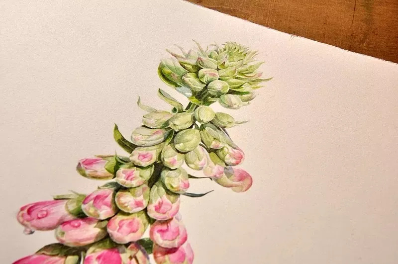 她画的超写实水彩花卉美到窒息,让人惊艳的水彩画