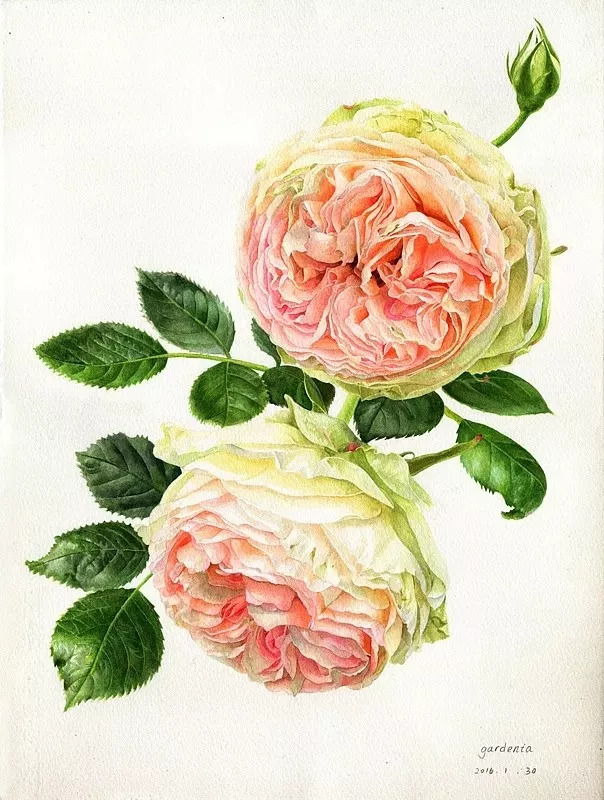 她画的超写实水彩花卉美到窒息,让人惊艳的水彩画