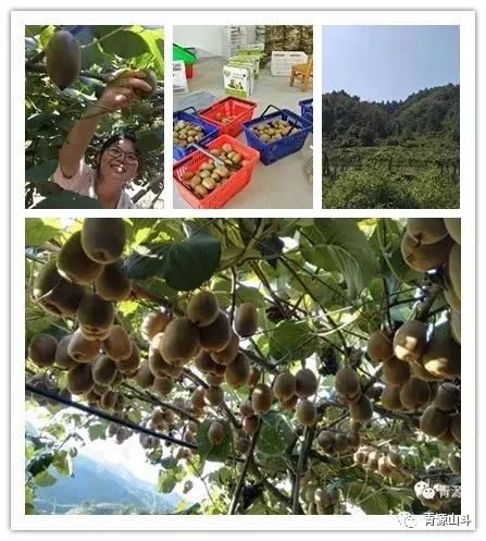 三峡猕猴桃 (中国农民丰收节博山猕猴桃)