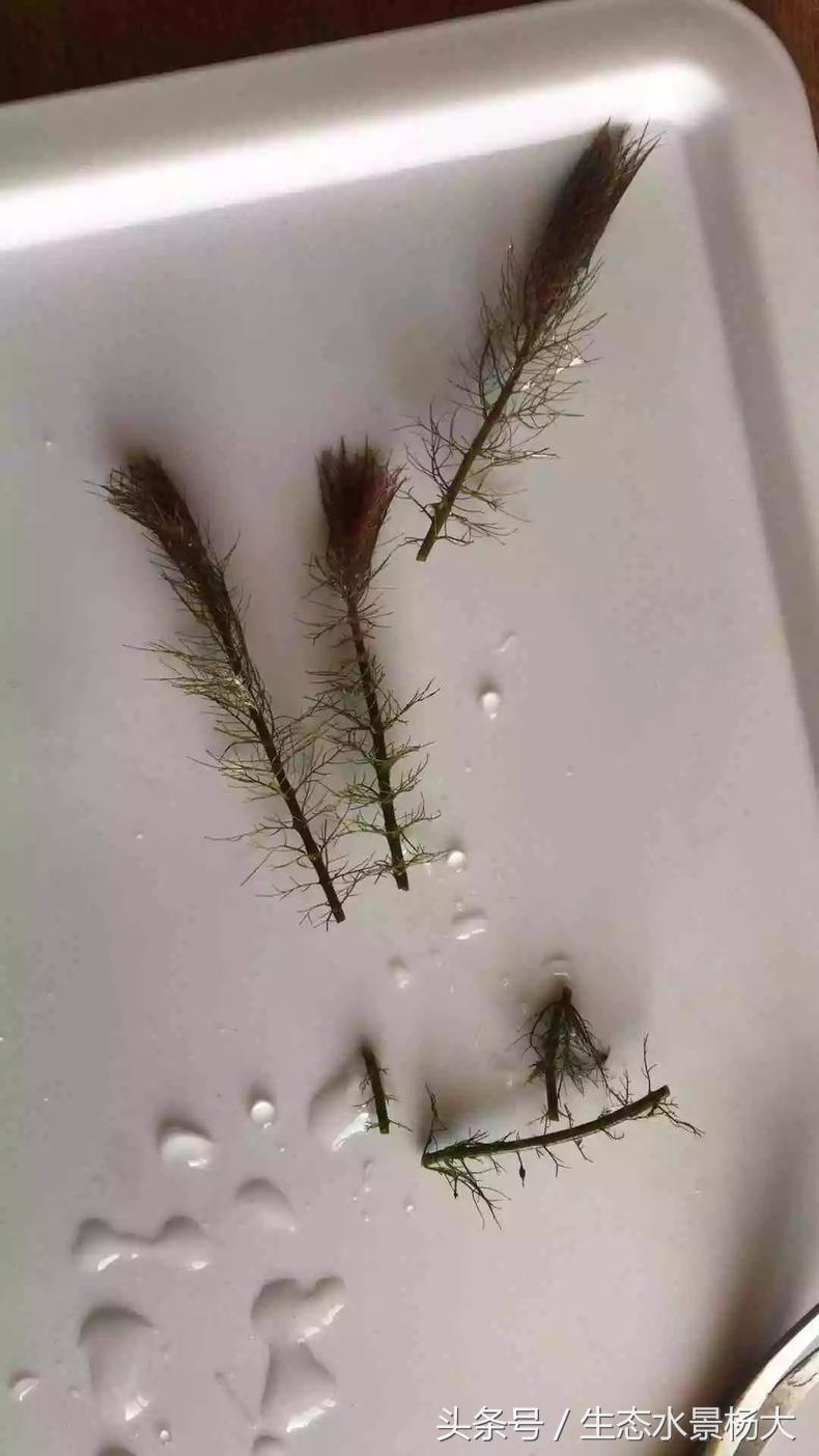 扁平形珍珠是怎么形成的,米型珍珠怎么形成的