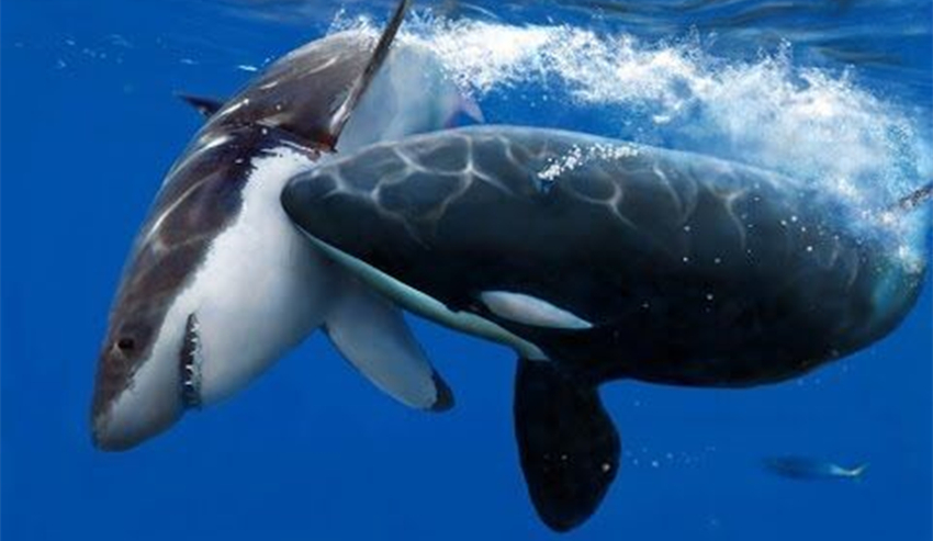 蓝鲸能不能一口咬掉一个鲨鱼,蓝鲸被虎鲸咬一口会怎么样