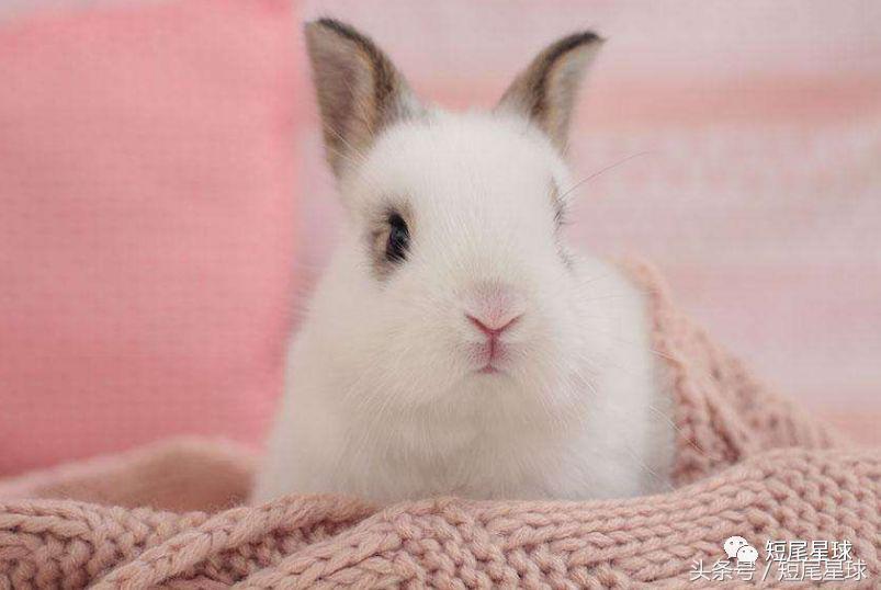 怎么驯服兔子让兔子变乖,兔子突然变乖是什么原因