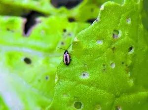 生物治虫害的最佳方法,专治虫害的20个小妙招