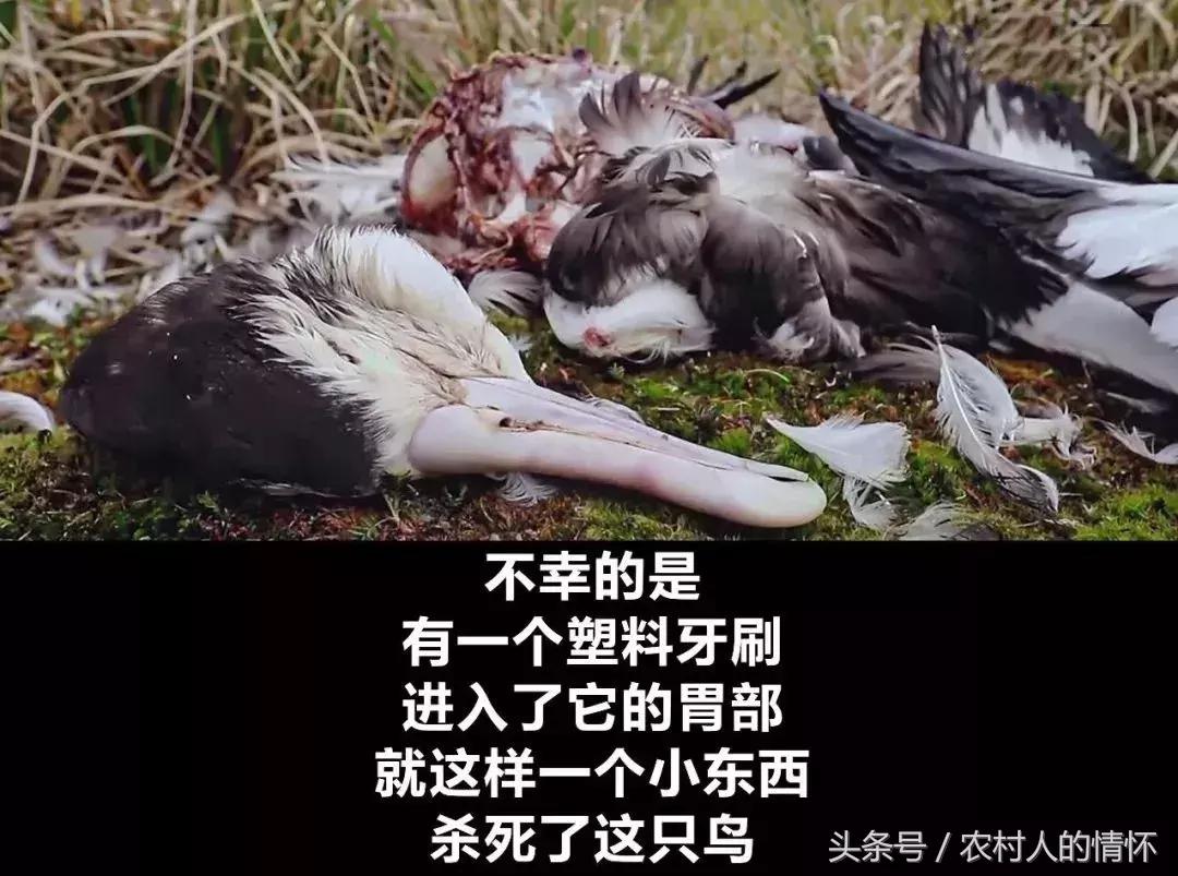 “三竹”过后真正的报应来了