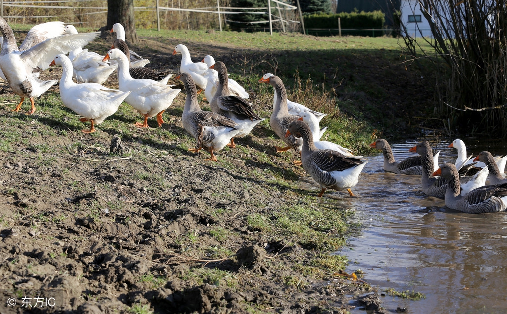 养1000只鹅利润和成本,养鹅1000只利润和成本是多少