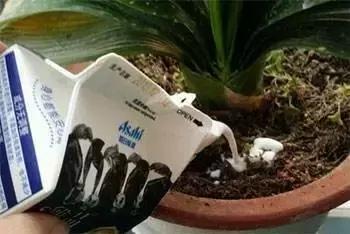 绿萝浇了牛奶叶子发黄,绿萝浇淘米水后叶子大面积发黄