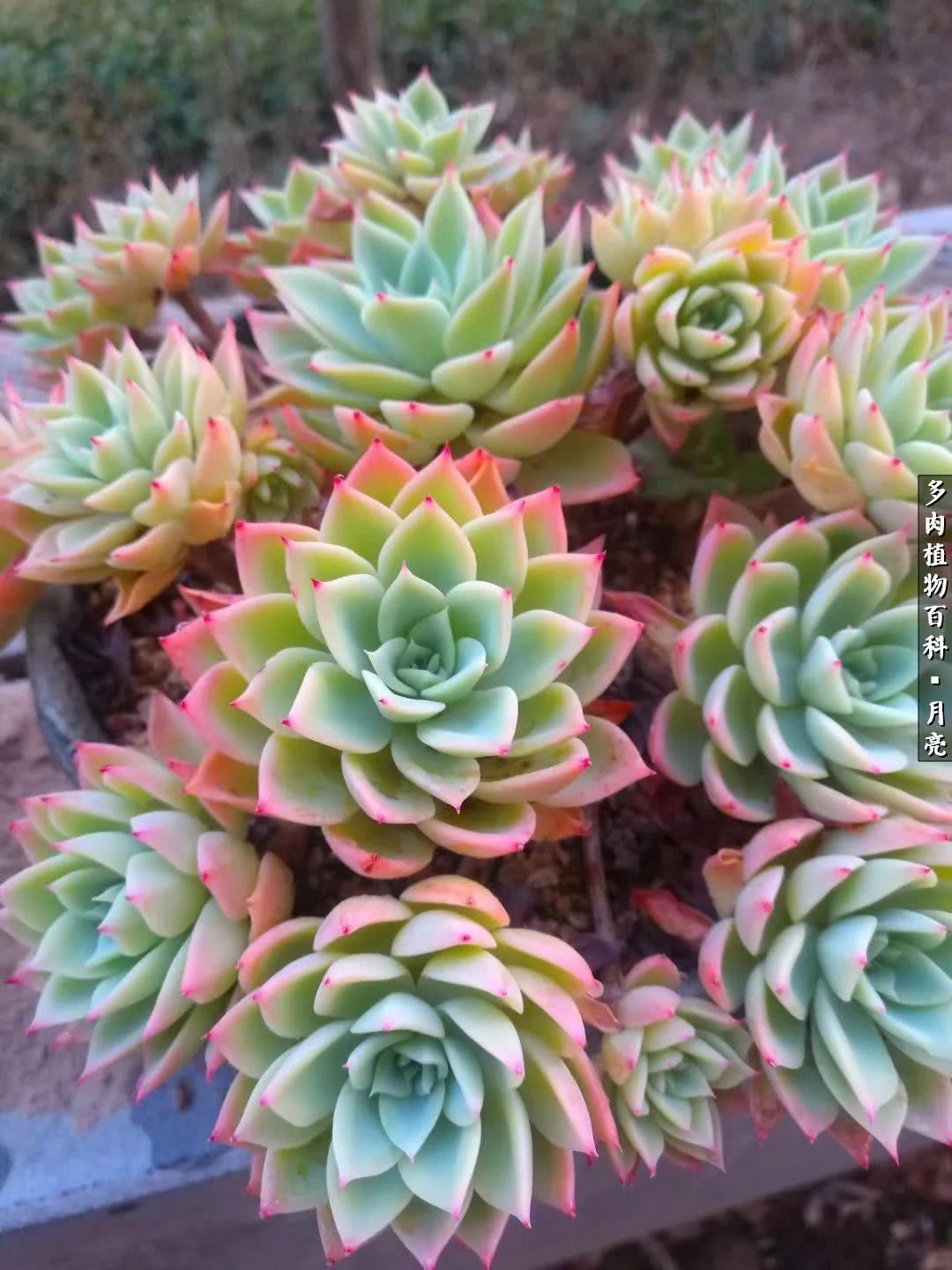 养了五年多肉没一盆“干货”？终于总结出原因了！