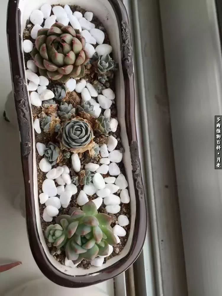 养了五年多肉没一盆“干货”？终于总结出原因了！