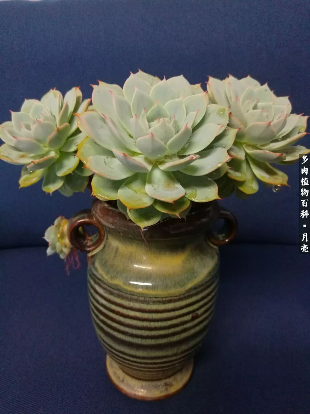 养了五年多肉没一盆“干货”？终于总结出原因了！