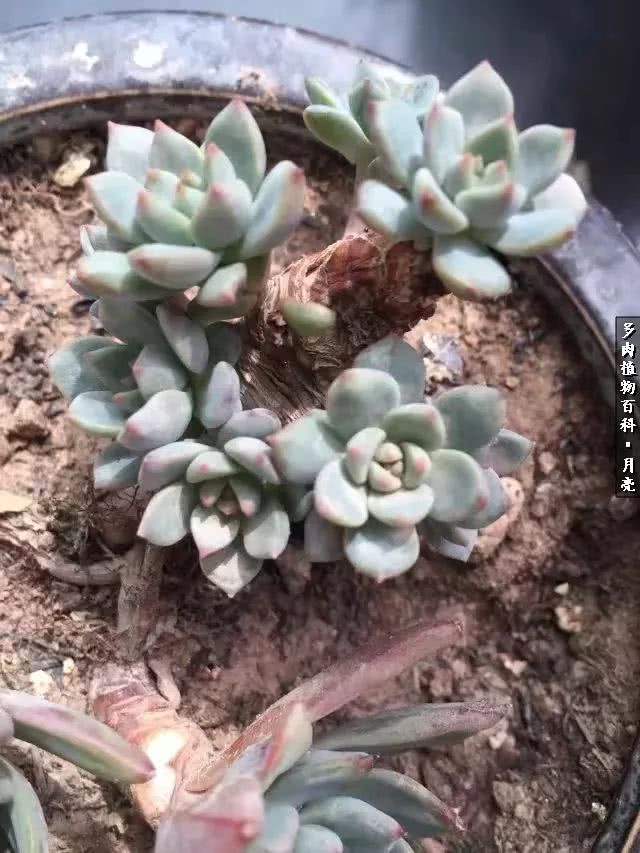 养了五年多肉没一盆“干货”？终于总结出原因了！