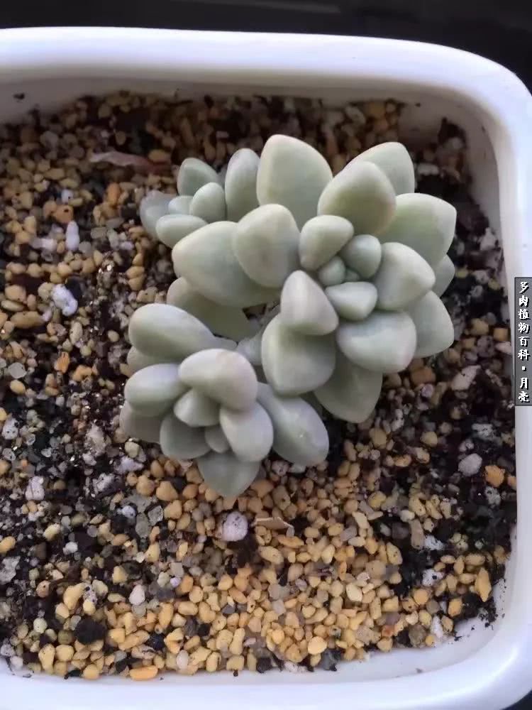 养了五年多肉没一盆“干货”？终于总结出原因了！