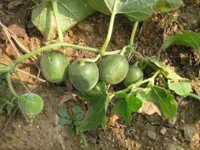 赣榆人讨厌的这个野果子，有人专门来捡赚钱，榨油吃了能防癌……