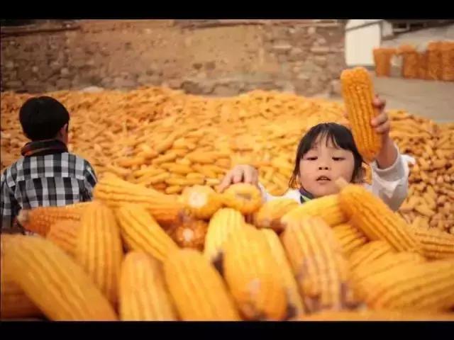 农村小院这样改不仅漂亮还能挣钱,乡村小院改造经典案例如何盈利