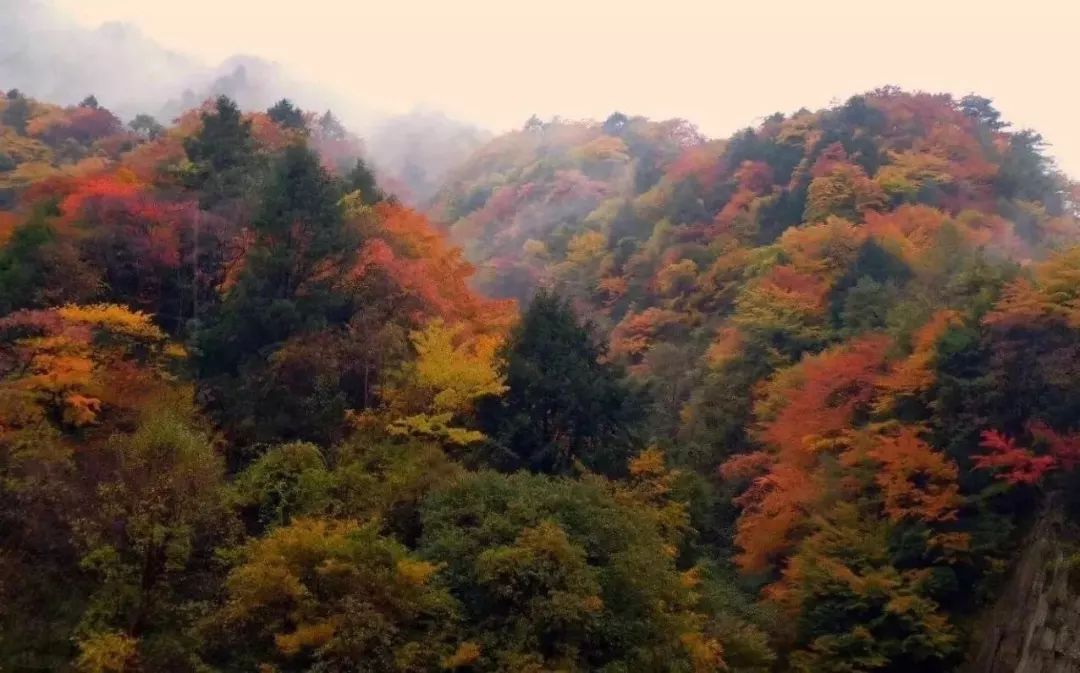 红叶秋天的一道独特风景,红叶美景惊艳了整个秋天