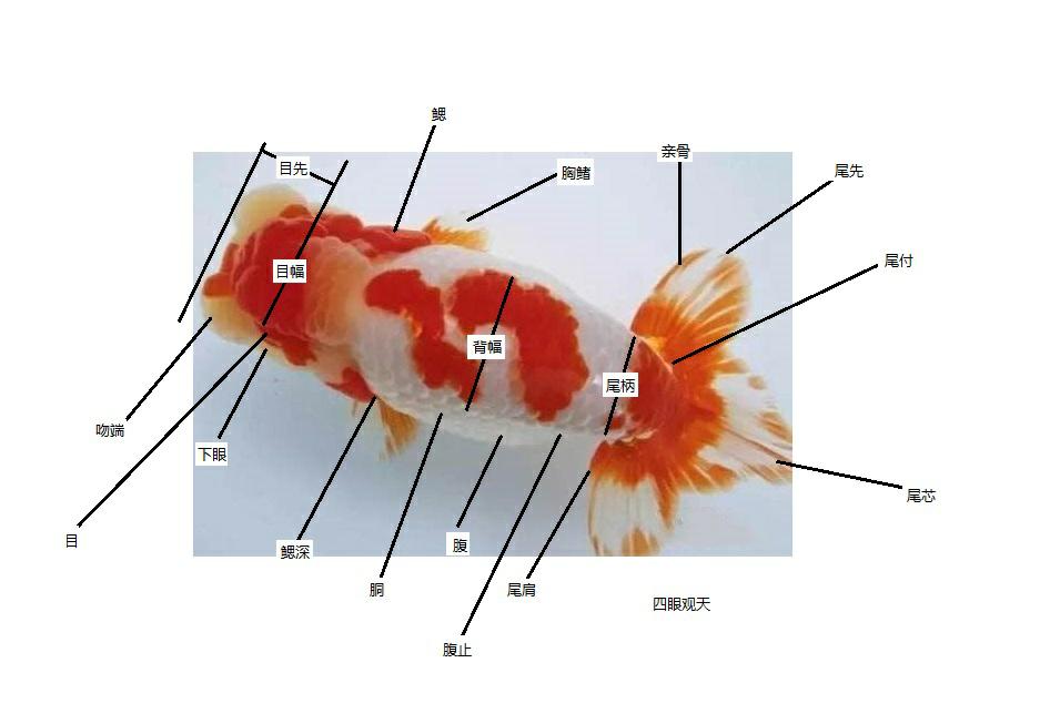 兰寿都是短尾巴吗,兰寿为什么短尾