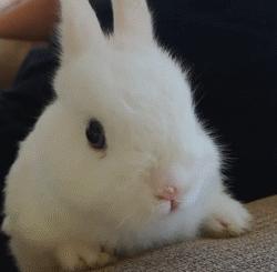 传说中的玉兔是不是嫦娥的宠物,中秋节的玉兔捣药