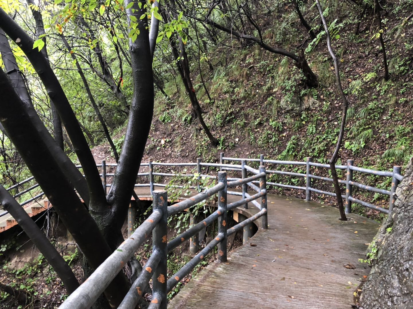 人间仙境洛阳栾川老君山,河南旅游景点推荐洛阳重渡沟