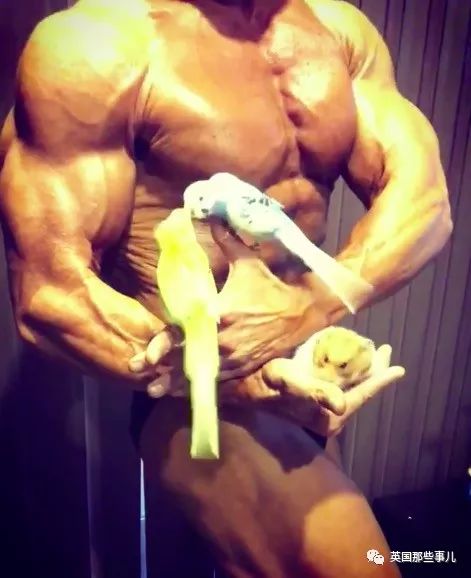 捧着仓鼠晒肌肉……这位“杀手”大叔的画风真是健身界的一股清流