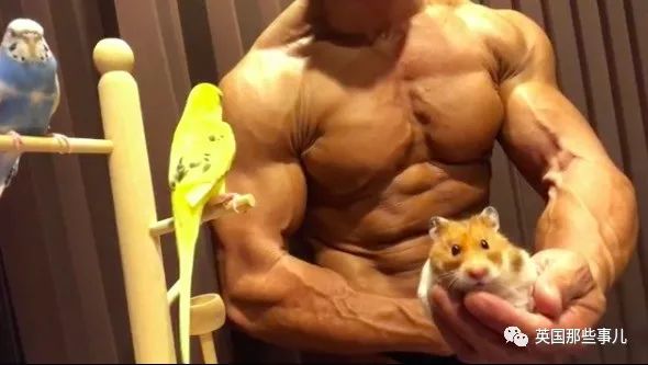 捧着仓鼠晒肌肉……这位“杀手”大叔的画风真是健身界的一股清流