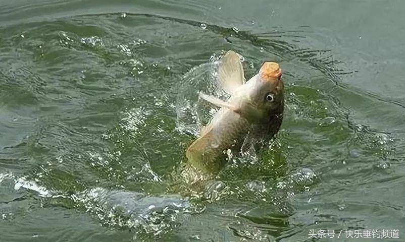 秋季鲤鱼开口最佳时间,秋季鲤鱼口轻怎么办