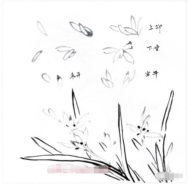 国画兰花的花头的画法,国画兰花画法小视频