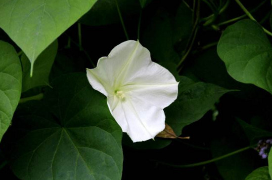 〖花集〗十五的月亮十六圆，赏花赏月赏“秋香”