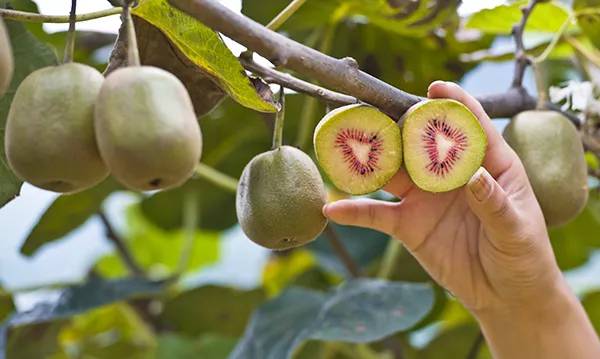 农秀才：农业农村部推荐100个休闲农业和乡村旅游精品景点线路