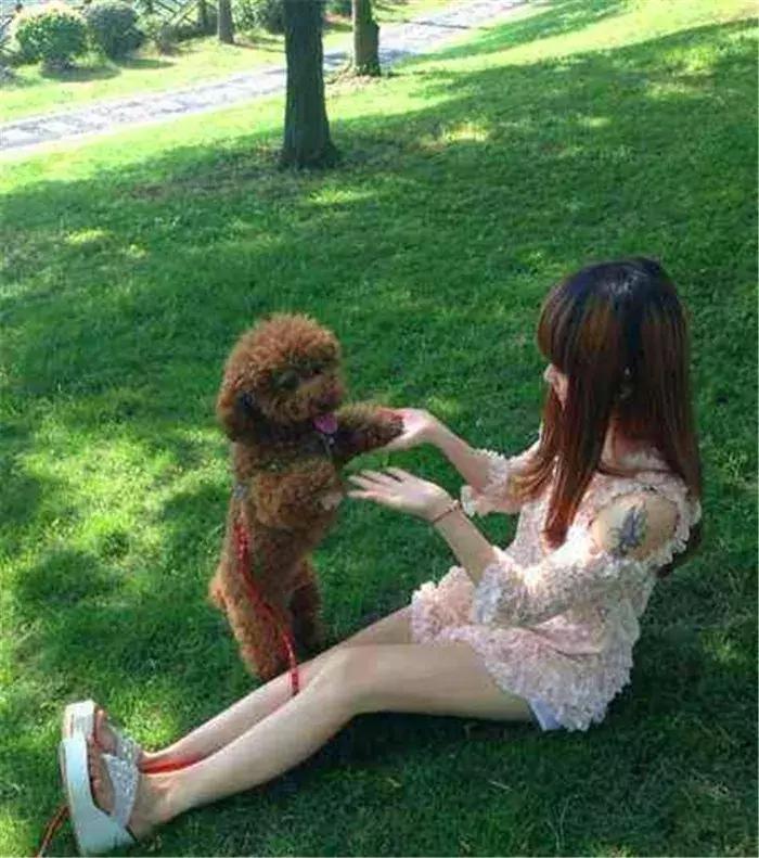 养泰迪十大副作用,养泰迪的基本常识