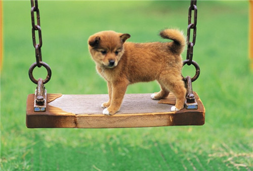 带着汪星人旅游,带汪星人旅游的视频