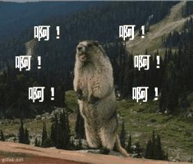 跟着萌宠过国庆，准备好迎接惊喜了吗？