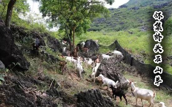 食在广东寻味顺德,食在肇庆