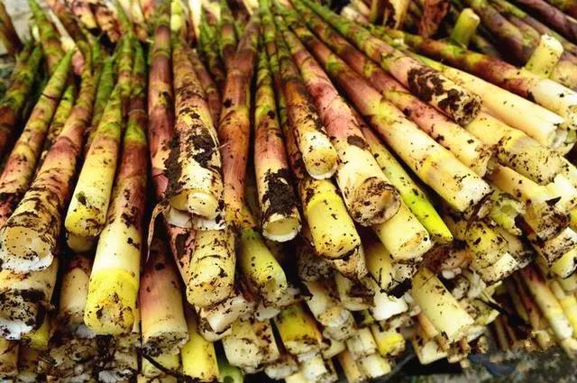 南川方竹笋哪里正宗,南川三泉镇好吃方竹笋的店推荐