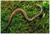 湖北特种养殖致富项目,特种养殖赚钱项目