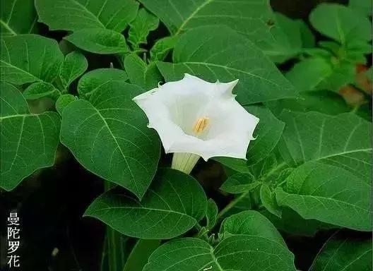 绵阳人讨厌的这个野果子，有人专门来捡赚钱……