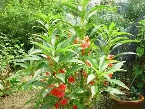 绵阳人讨厌的这个野果子，有人专门来捡赚钱……