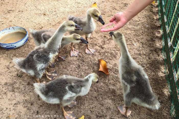 三亚海棠湾酒店推荐经济实惠,三亚海棠湾万丽酒店攻略