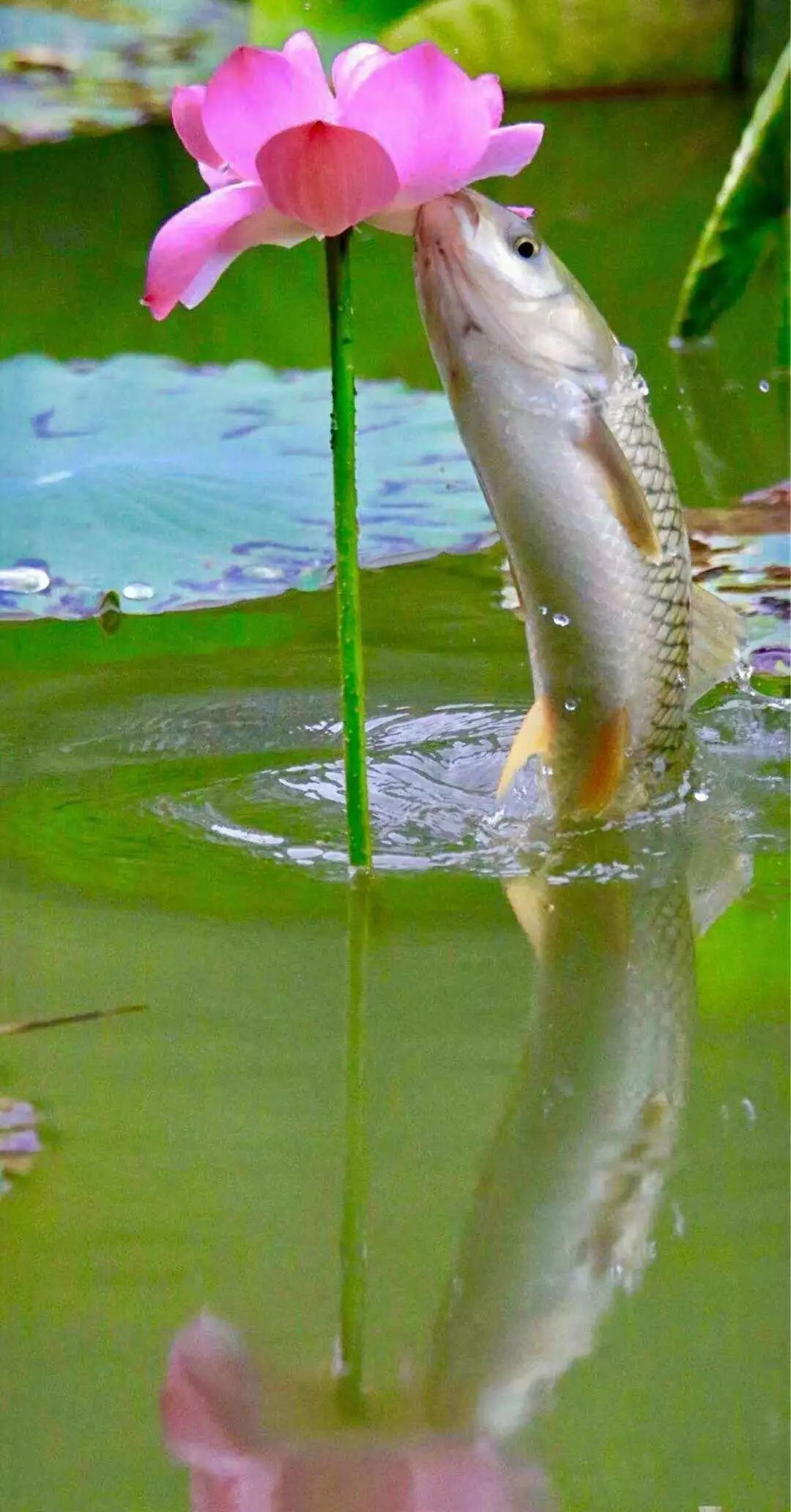 「诗词原创」西沉|路远秋已至沧海化田桑